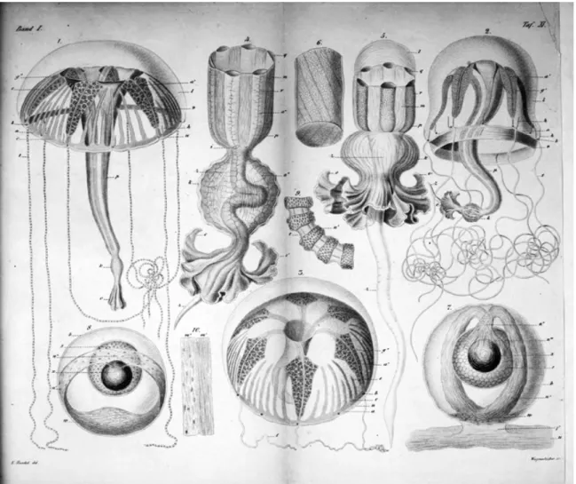 Fig. 5. Haeckel's first published illustration of a meduse: Plate 11 from Haeckel 1864c (Die  Familie der Rüsselquallen, Medusae Geryonidae) Carmarina hastata