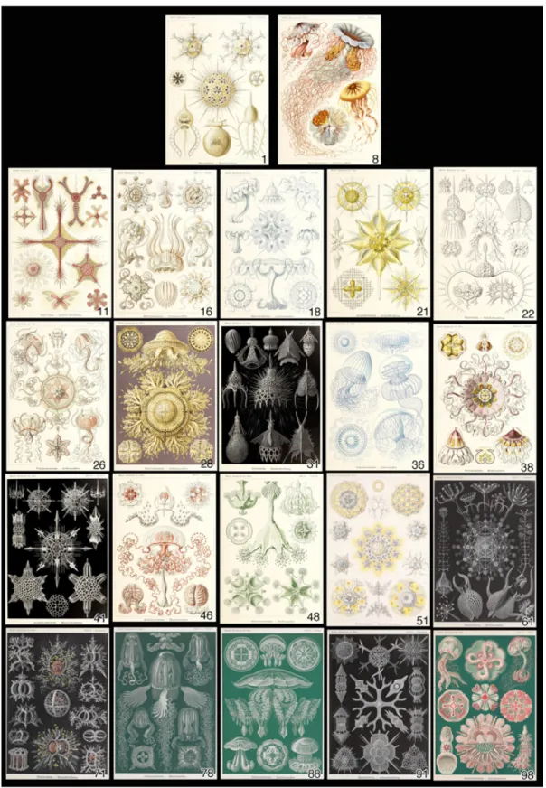 Fig. 8. The plates from Kunstformen der Natur featuring radiolarians or medusa numbered 22 out of  the 100 plates