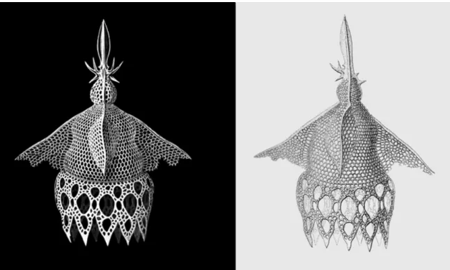 Fig. 9. Dictyocodon annasethe from Kunstformen der Natur in plate 31 (left) and from the plate 71 in  the Challenger Report (right)