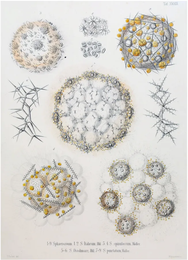 Fig 3. Plate 33 from Haeckel's 1862 monograph Die Radiolarien, showing the radiolarian species first  collected during his 1856 visit, Sphaerozoum italicum (figs
