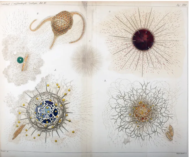 Fig. 4. The plate from Haeckel 1865a (Über den Sarcodekörper der 