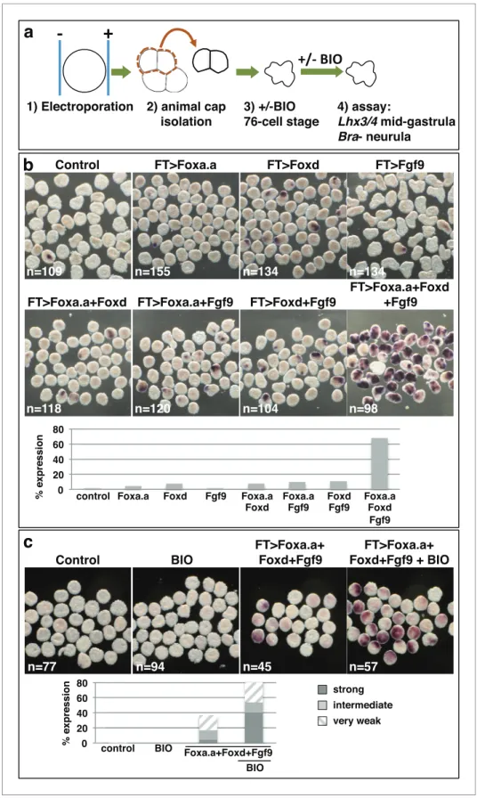 Figure 5. Reprogramming the ectoderm lineage to mesendoderm. (a) Experimental scheme. Embryos were electroporated and the ectoderm lineage (animal cap) isolated at the eight-cell stage