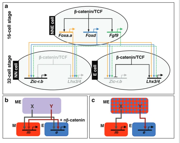 figure supplement 1, Figure 5—figure supplement 1, Figure 5—figure supplement 2). We conclude that Foxa.a, Foxd and Fgf9/16/20 are crucial for the mesendoderm ground state that canalises the daughter lineages to adopt either E or NN fates depending on the 