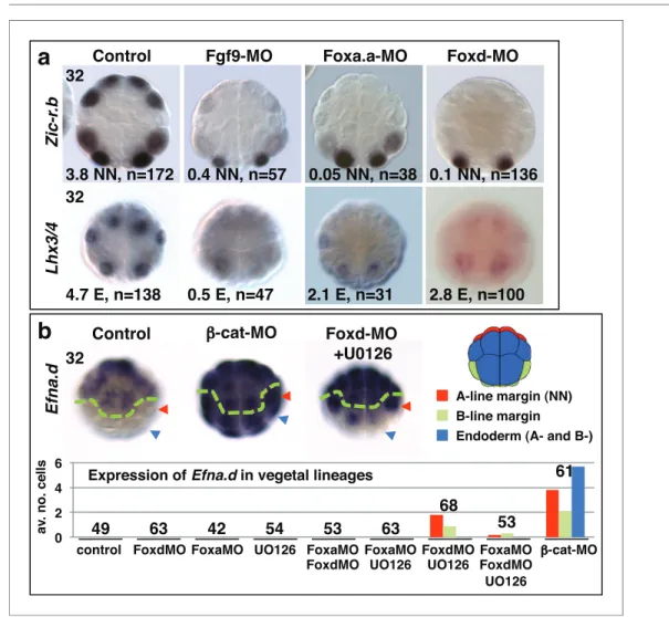 Figure 2. Foxa.a, Foxd and Fgf9/16/20 are required for initiation of NN and E gene expression
