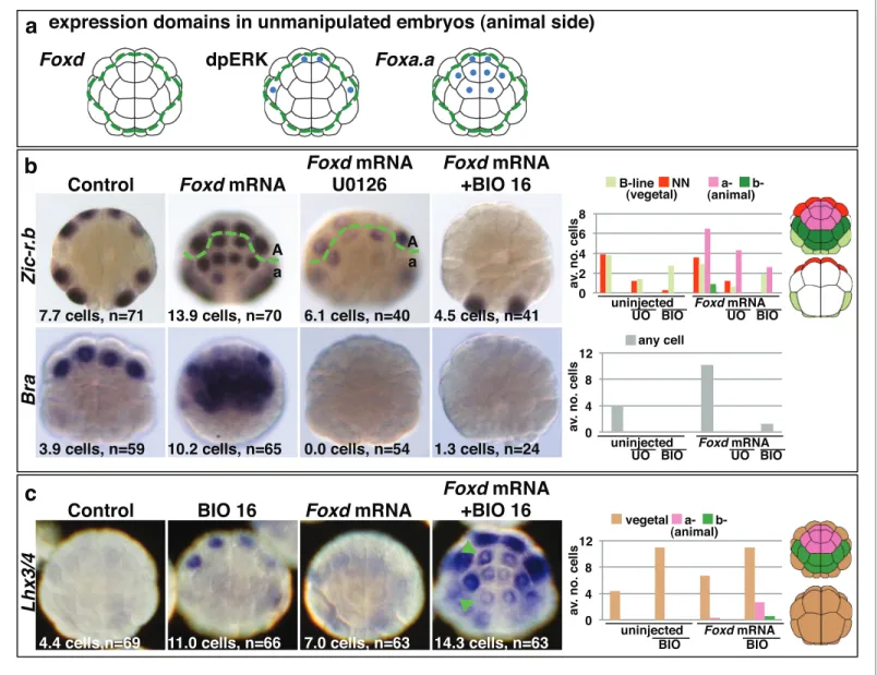 Figure supplement 1. Foxd mRNA injection leads to repression of Efna.d and upregulation of Fgf9/16/20 in ectodermal cells at the 16-cell stage.