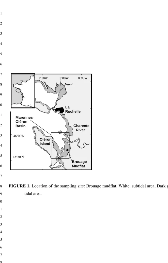 FIGURE 1. Location of the sampling site: Brouage mudflat. White: subtidal area, Dark gray: 