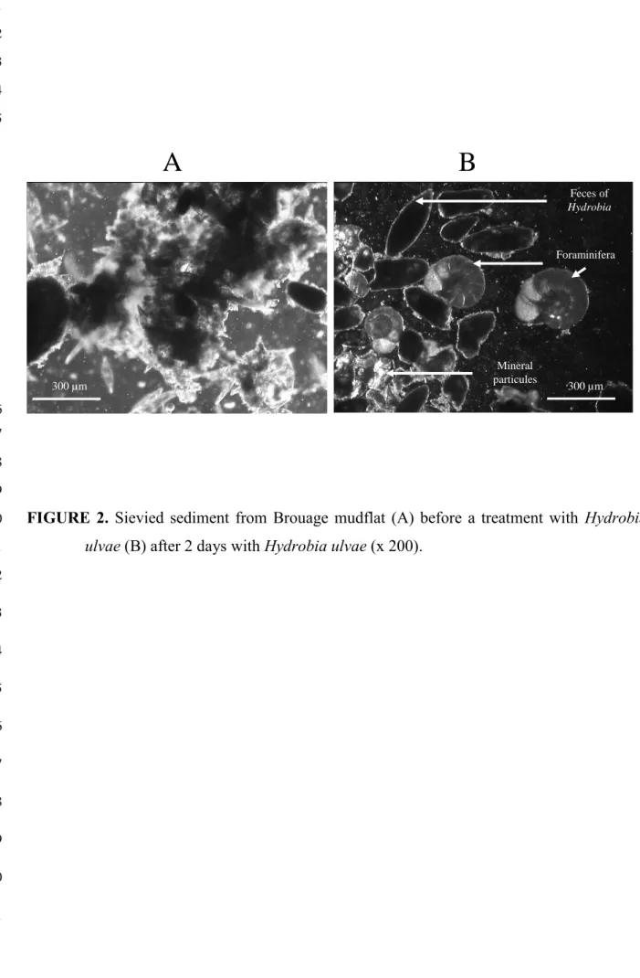 FIGURE  2.  Sievied  sediment  from  Brouage  mudflat  (A)  before  a  treatment  with  Hydrobia 