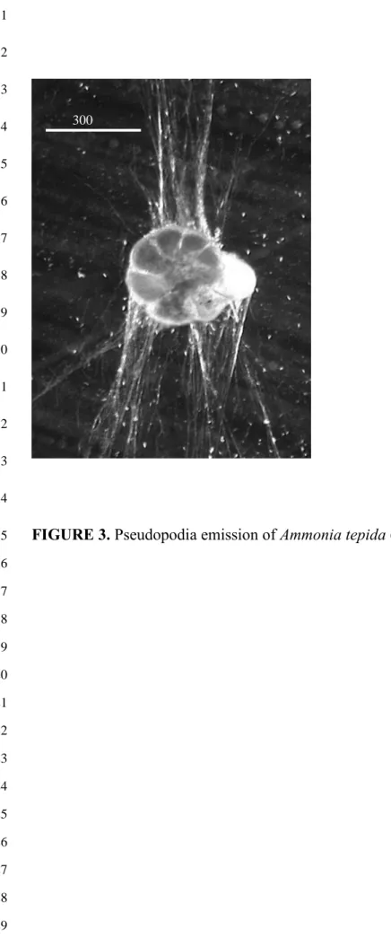 FIGURE 3. Pseudopodia emission of Ammonia tepida (x 200). 