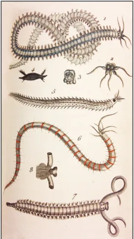 Fig 7. Plate from Bosc's account of his travels across   Northwest Spain in late 1798 (Bosc, 1800)