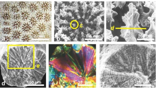 Fig. 3. From morphology to elemental growth layer in a Porites skeleton. (a)–(b): Morphology of Porites c.f