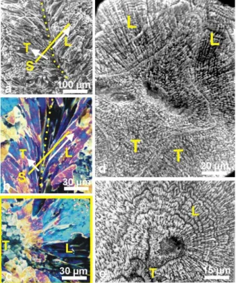 Fig. 4. Diversity of fibre directions on a corallite section, and consequences on the observation of etching results