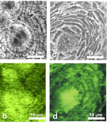 Fig. 9. Microstructural patterns and corresponding XANES mapping of organic sulfur bond on polished surfaces in Porites c.f