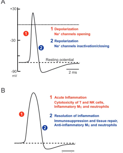 Figure 2: Transient nature of biological responses.  A. Action potential B. Immune response