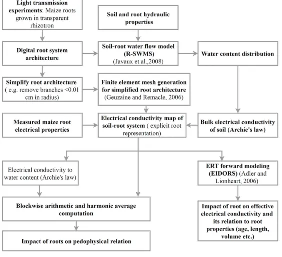 Fig. 2. Flow chart for simulation of the virtual rhizotron drying experiment. First, a simulation of root water uptake and root growth of a maize  plant in a rhizotron is run with a soil–plant water flow model (R-SWMS; Javaux et al., 2008), which generates