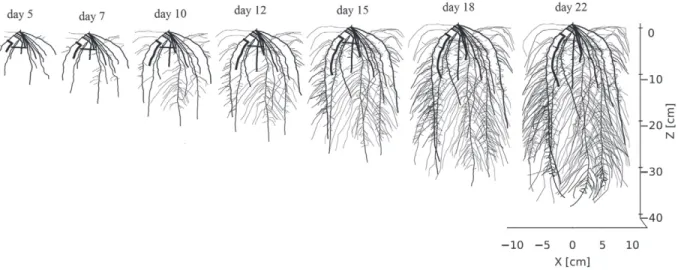 Fig. 3. Root architectural development shown at different times. A digitized root system was generated by smartroot software (Lobet et al., 2011)