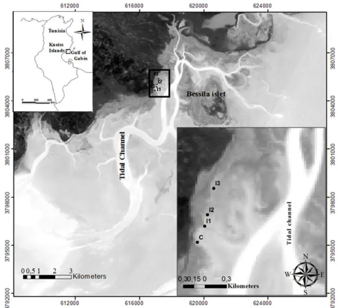 Fig. 1. Location of all sampling stations (I1, I2, I3 and C) in the intertidal zone of the Kneiss Islands (Gulf of Gabès, Tunisia) (Coordinates in WGS84).