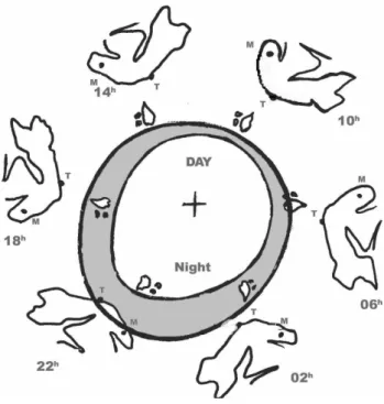 Fig. 10. Daily variation of relative occurrence of aurora for different