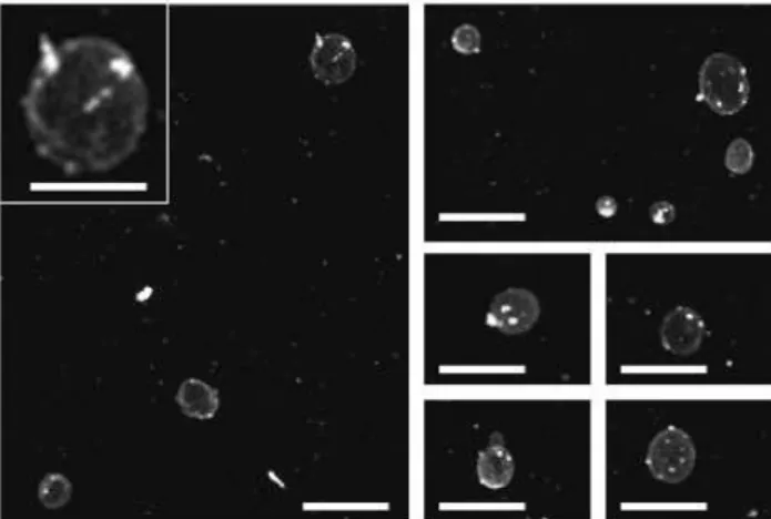 Fig. 7. UVP video images of the unidentified large objects at MAR.