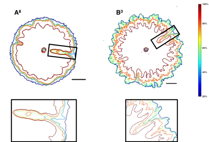 Fig. 8 Contour maps of concentration values of XG for two experiments with the following  aperture and volumetric flow rate: 1.27mm and 10 ml/min (A) and 0.762mm and 20 ml/min (B)
