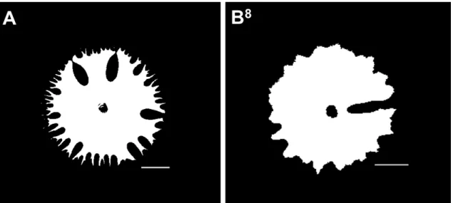 Fig. 9 (A, B) Binary images taken during the withdrawal phase of (A) glycerol and (B) XG  experiments