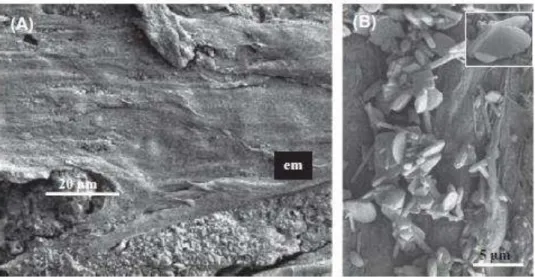 Figure  2.  Early  Archaean  microbes  and  evaporites;  example  from  the  3.33  billion-year-old 1353 