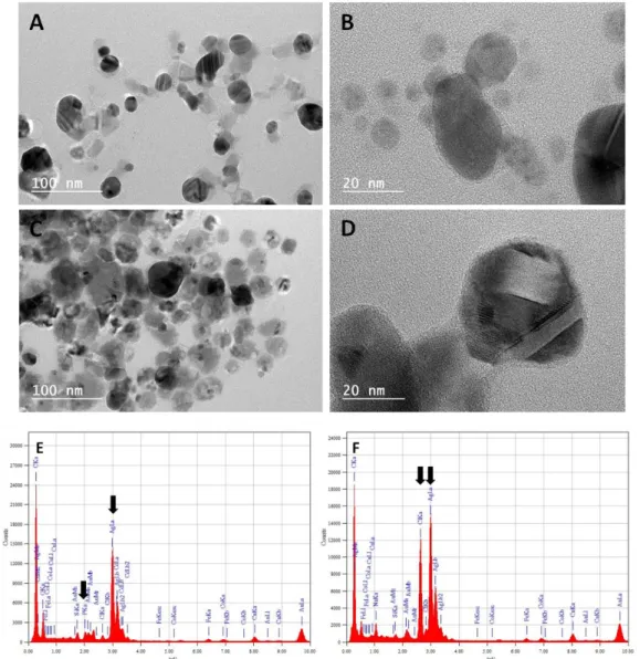 Fig 5 TEM images (A-D) and EDX spectra (E,F) of supernatants of AgNO 3  solutions (10 -1  M) in M63G  (A,B,E) and LB (C,D,F)