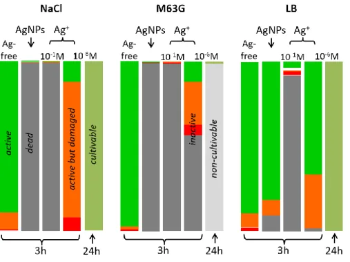 Fig 8 Graphical summary of the impact of 10 -1  M and 10 -6  M Ag +  solutions and 0.40 µg mL -1  (i.e