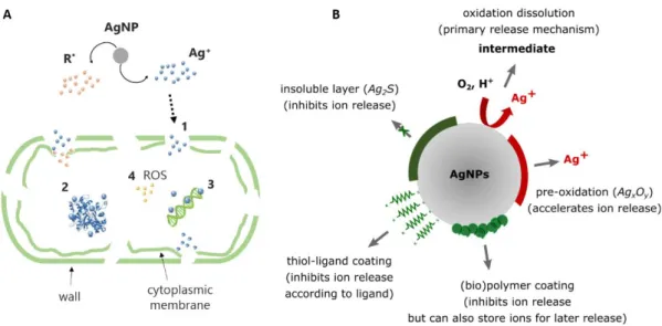 Fig  1  Mechanisms  of  antimicrobial  action  of  silver:  (A)  Transport  into  the  cell  and  microbiological  targets  of  silver  ions  (R*:  Reactive  Species,  (1)  Perforation  of  wall  and  plasmic  membrane,  (2)  Inactivation of enzymes and ot