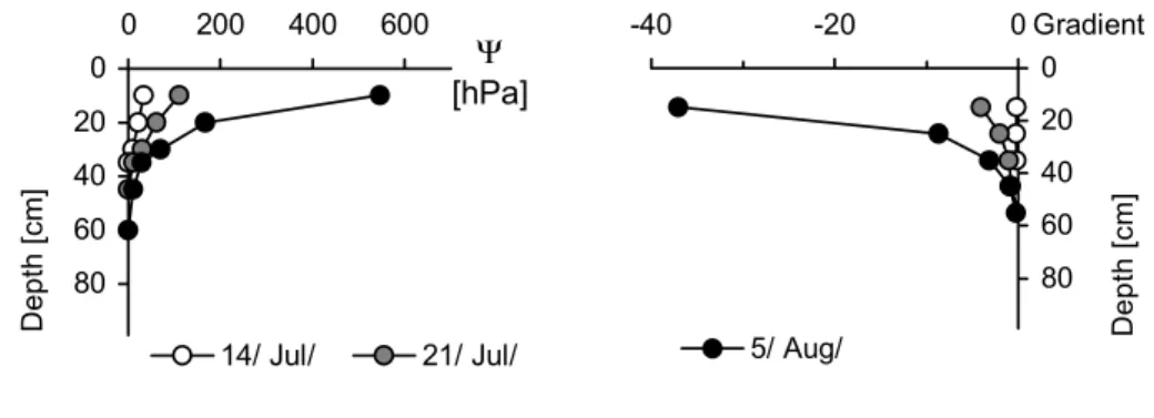 Fig. 11. Vertical water flows (total flow, capillary flow and flow through the roots) on a weekly basis Lysimeter, Vegetation: Phalaris arund.,T = Groundwater level