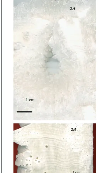 Figure 1. The Proserpine stalagmite core with its lower chaotic  pool-like structure and its upper regularly layered calcite