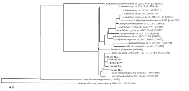 Fig. 5. Phylogenetic tree showing the relative positions of Acidiphilium-a ffi liated 16S rRNA gene sequences derived from the lowland fen soil (0–10 cm) obtained in October 2003