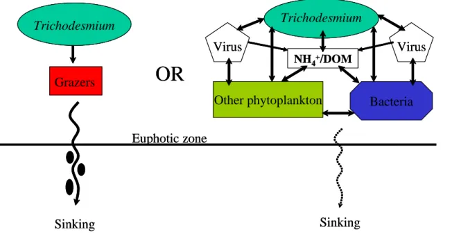 Fig. 2. Pathways of trophic transfer promoting (a) sinking flux and (b) carbon flow through a microbial loop with no net carbon export.