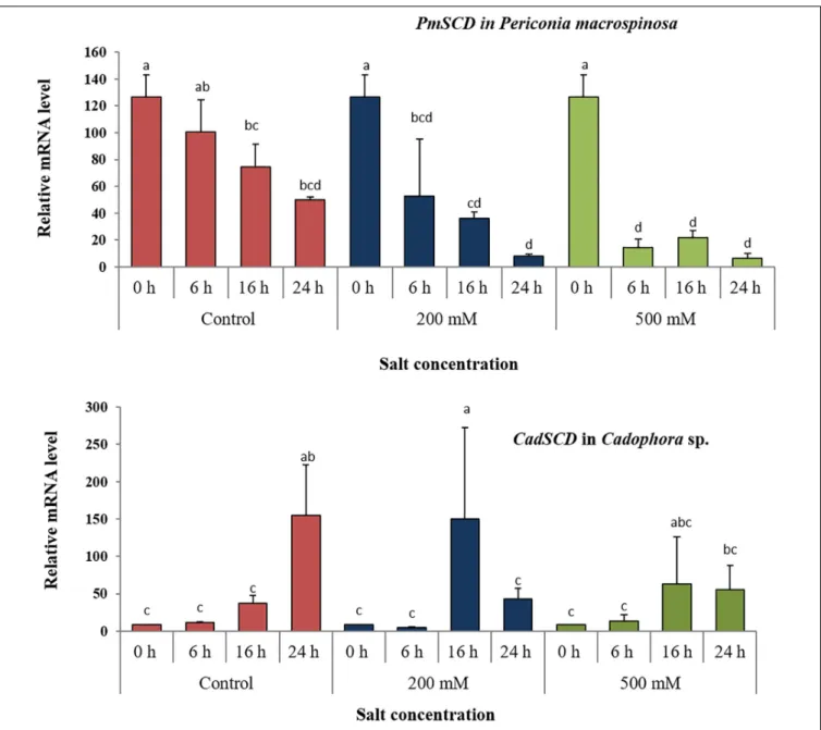 FIGURE 3 | Expression analysis of the scytalone dehydratase encoding gene (SCD) under salt stress