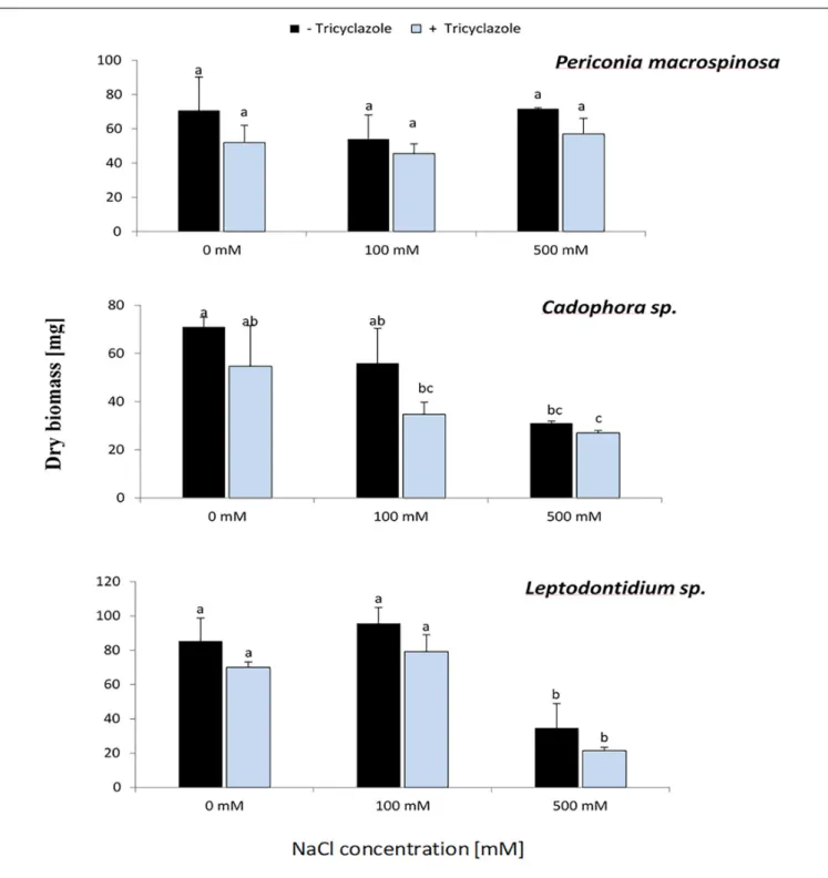 FIGURE 5 | Effect of tricyclazole and salt stress on the growth of P. macrospinosa, Cadophora sp., and Leptodontidium sp