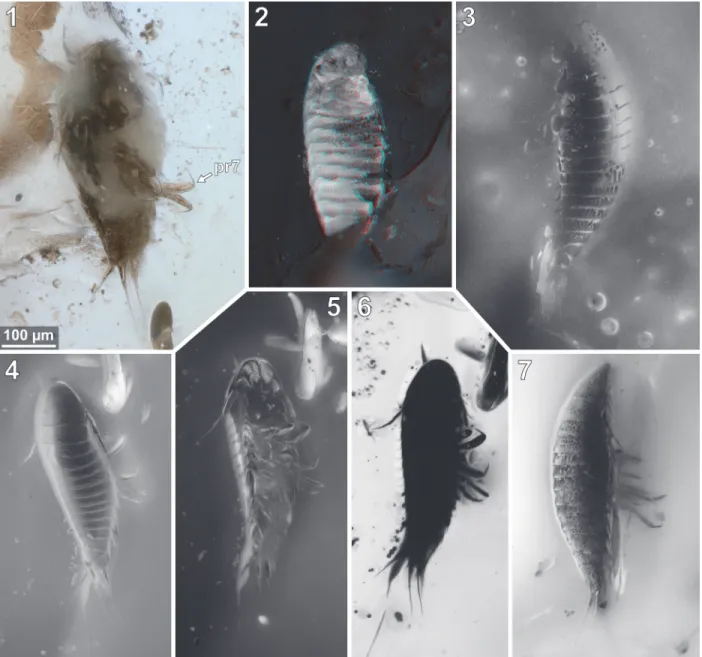 FIGURE 8. Vacuotheca dupeorum sp. nov., comparative overview of the type material sorted by  collection number (same  scale)