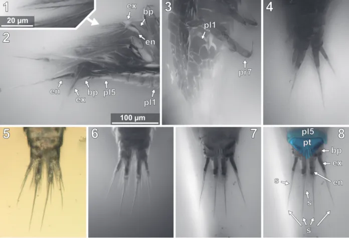 FIGURE  11.  Vacuotheca dupeorum  sp.  nov.,  detailed  images  of  the  pleon  and  the  uropod  region  (11.2-11.8  with same scale)