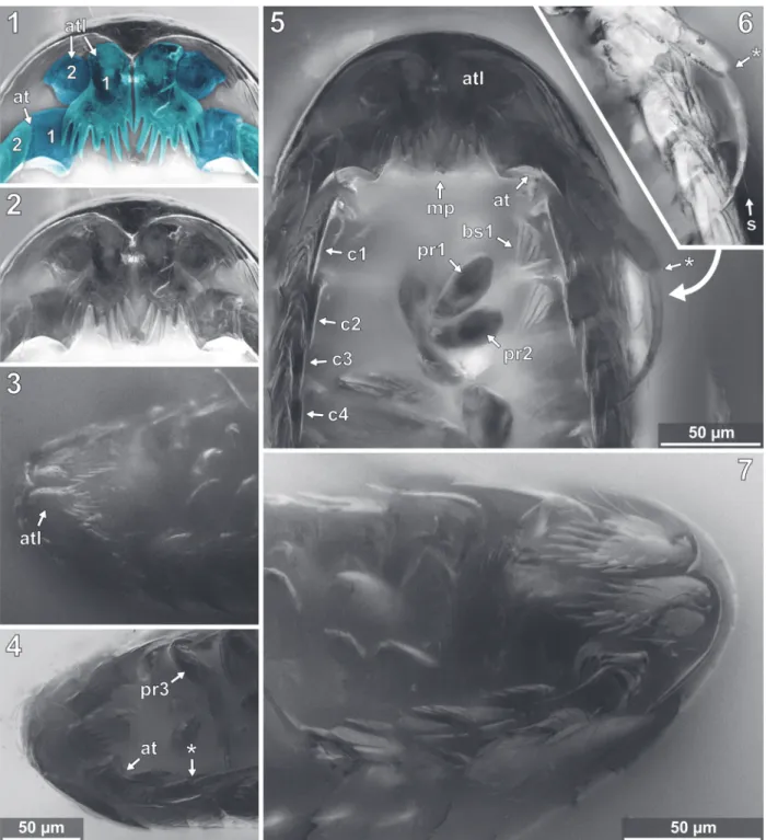 FIGURE 12. Vacuotheca dupeorum sp. nov., detailed images of the head region. 12.1-12.2: Paratype IGR.GAR-95-1, head region in ventral view, epifluorescence, numbers refer to the elements of antennula (atl) and antenna (ant), in blue colour (12.1), same sca