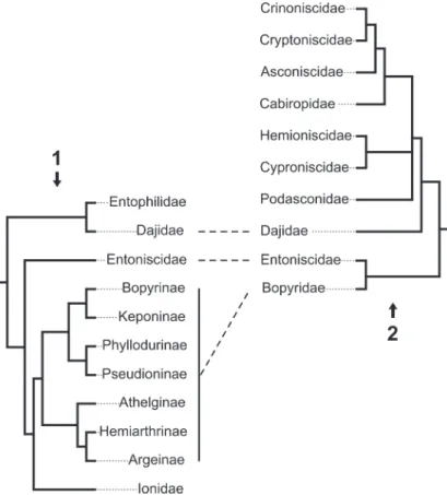 FIGURE  2.  Confronting  phylogenetic  hypotheses  in  Epicaridea.  Dashed  lines  represent  supported  monophyletic groups