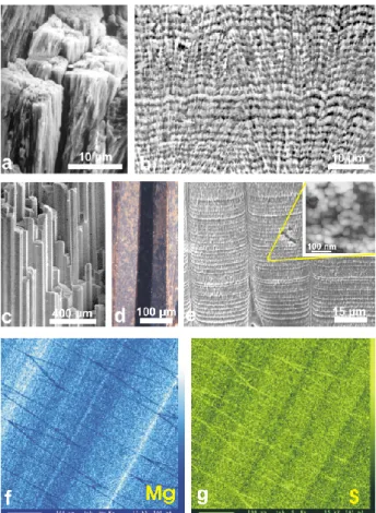 Fig. 14. Similarity between the fine structure of coral fibrous tissue and a typical “matrix mediated” mollusc microstructure: the  pris-matic layer of Pinna nobilis