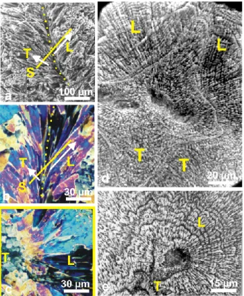 Fig. 5. Synchronism of growth layers in a septum of Favia stel- stel-ligera. Growth of fibres is coordinated at an overall level that  sug-gests a synchronism in mineralizing activity of the polyp  ectoder-mal cell layer