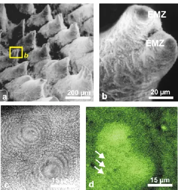 Fig. 9. Microstructural patterns and corresponding XANES map- map-ping of organic sulfate on polished surfaces in Porites cf