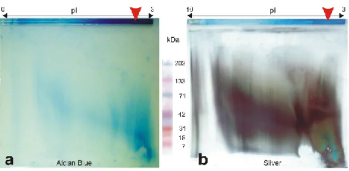 Fig. 13. Scheme of a growth layer formation in a coral skeleton, summarizing the structural, chemical and biochemical data