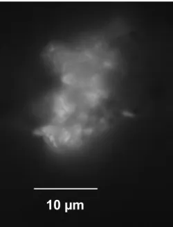 Fig. 3. DAPI staining POC particle (&gt;0.45µm) from water sample collected from moderately drained fen collected in 40 cm below surface