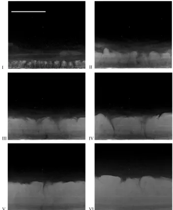 Figure 3. Final stratification profiles 