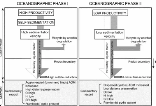Fig. 8. Interpretative model for marine organic sedimentation proposed for Mejillones Bay