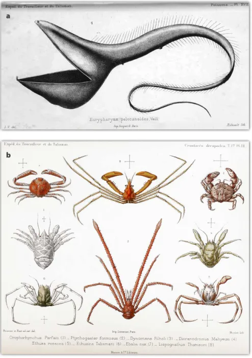FIGURE 4. The surprising morphologies of deep-sea fauna found during the expeditions. 