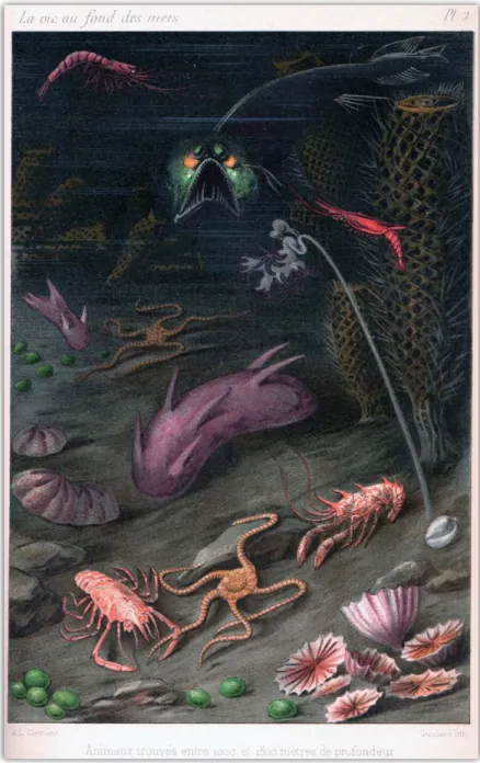 FIGURE 7. Plate 2 of La Vie au Fonds des Mer: Les explorations sous-marines et  les voyages du Travailleur et du Talisman (Life at the bottom of the sea: The  under-sea explorations and voyages of the Travailleur and of the Talisman; Filhol, 1885)  depicts