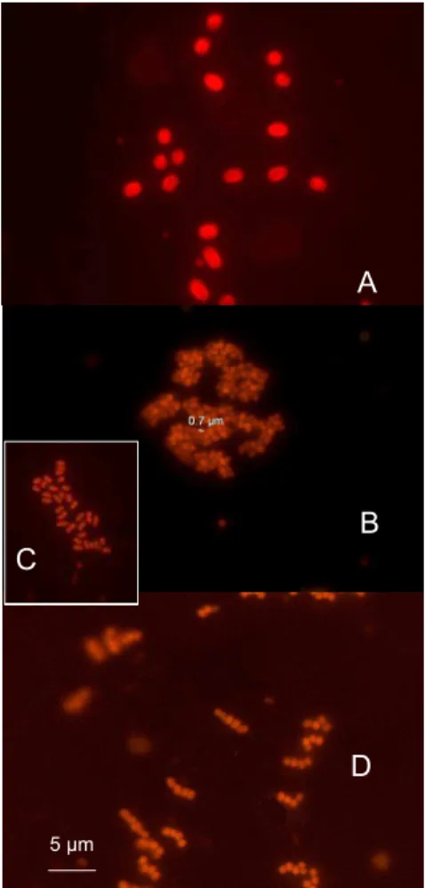 Fig. 3. Pictures of single (A), and colonial picocyanobacteria (B–D). Colony of more than 100 cells (B), colony of 20–30 cells (C), Chain forming cells (D)