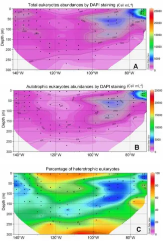 Fig. 7. Distribution obtained by DAPI counting of total eukaryotes (cell mL − 1 ) (A), autotrophic eukaryotes (cell mL −1 ) (B), and percentage of heterotrophic eukaryotes in comparison with total eukaryotes (C)