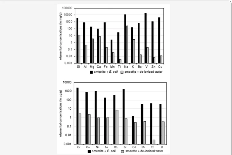 Figure 3: Leaching impact of E. coli on the major and trace elements from smectite compared to the leaching of the same elements by  pure water